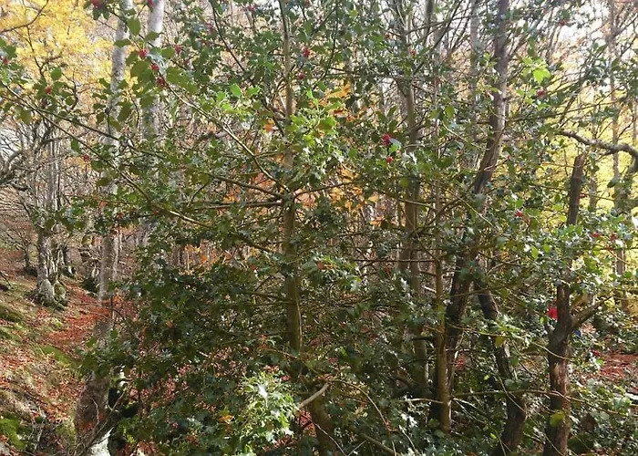 Дом отдыха El Mirador Del Hayedo Риофрио-де-Риаса